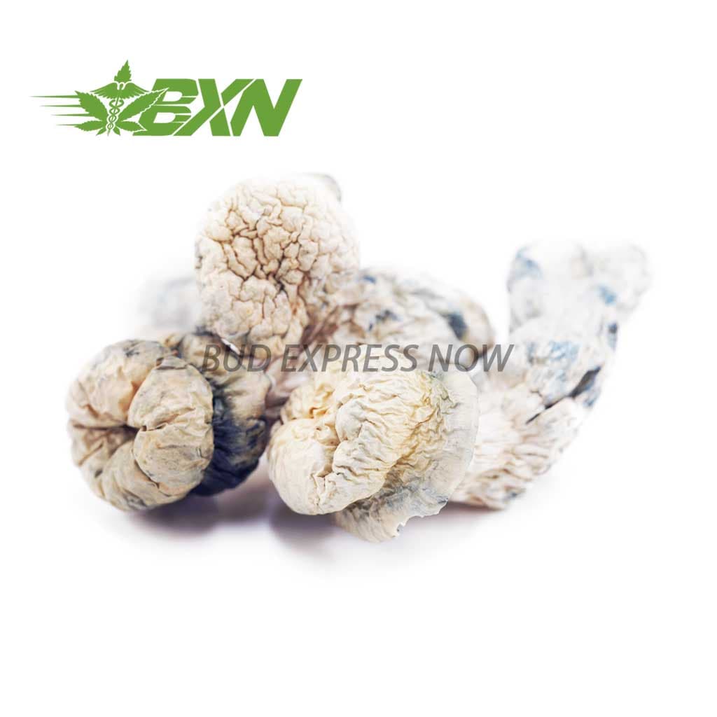 Shrooms – Leucistic SV 13
