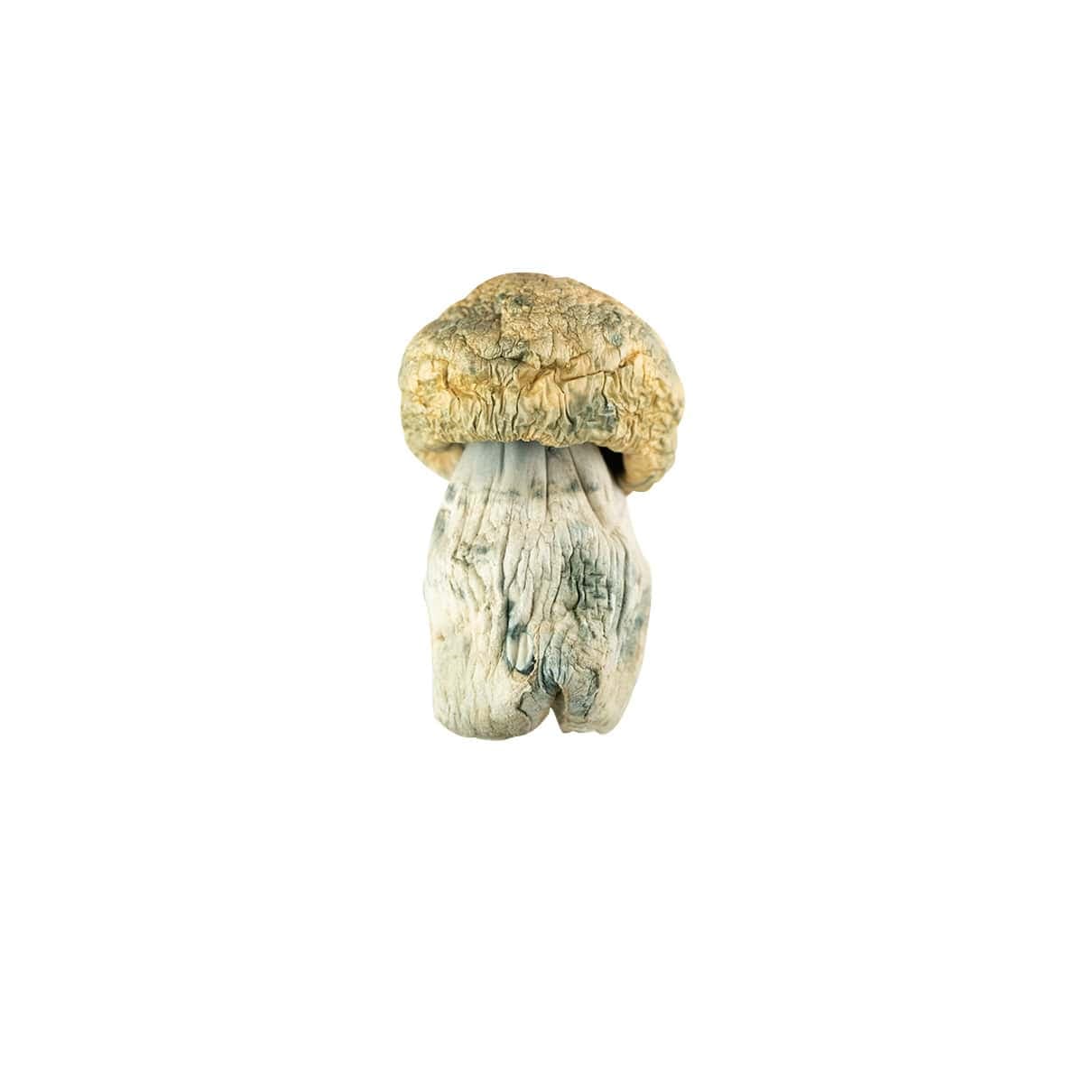 Mushrooms – Avalanche