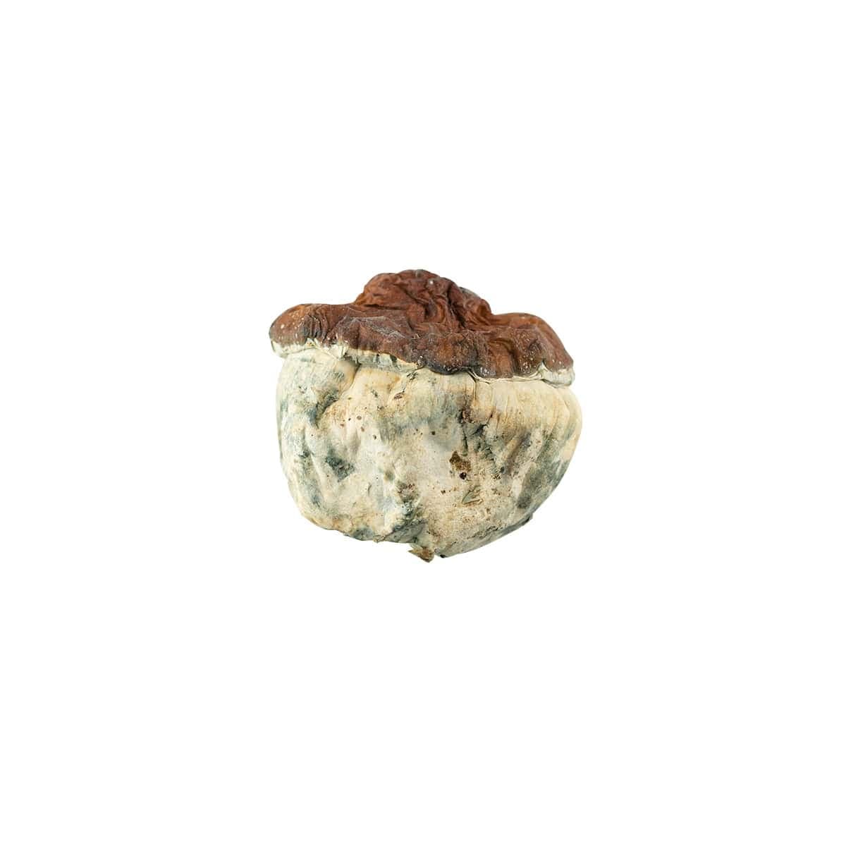 Shrooms – Bluey Vuitton