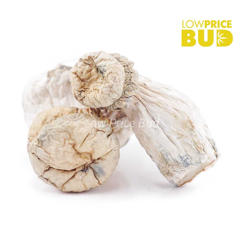 Mushrooms – SV-13