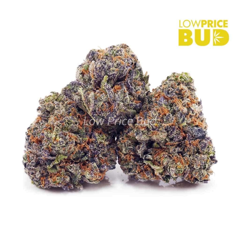 Purple Kush AAAA