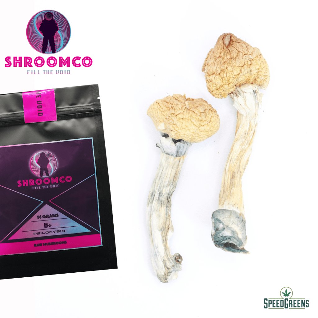 B+ Magic Mushrooms | By ShroomCo®
