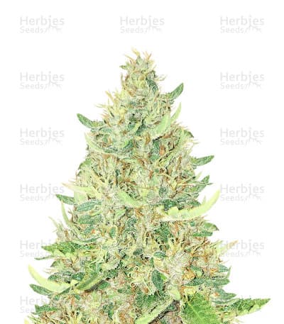 Ayahuasca Purple seeds at Herbies Head Shop