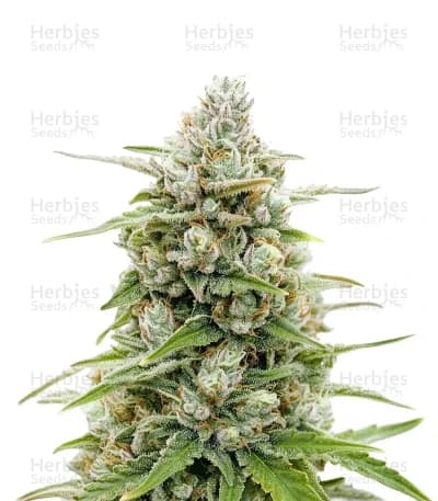 Banana Jealousy seeds at Herbies Head Shop