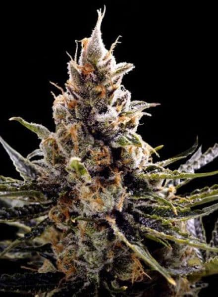 24K Gold seeds at BC Bud Depot