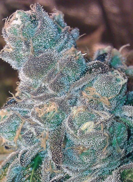 Animal Cookies seeds at BC Bud Depot