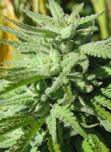 BC Hashplant seeds at BC Bud Depot