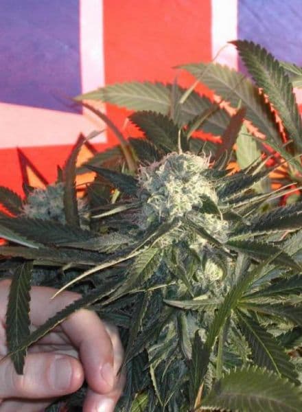 BC Sweet Tooth seeds at BC Bud Depot