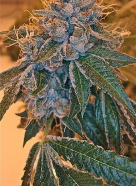 Kosher Kush seeds at BC Bud Depot