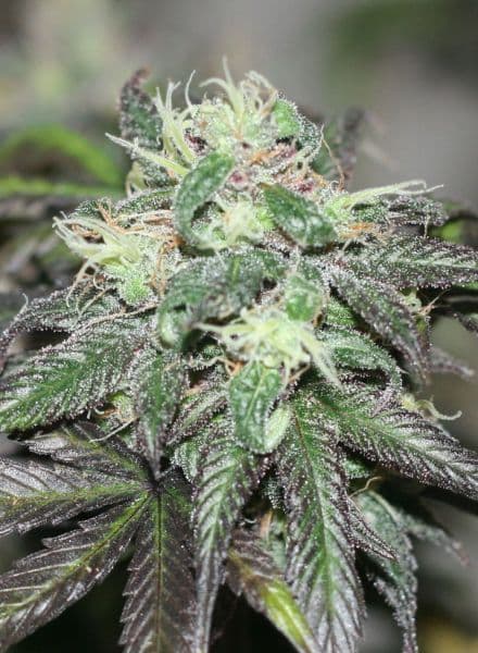 Purple Buddha seeds at BC Bud Depot