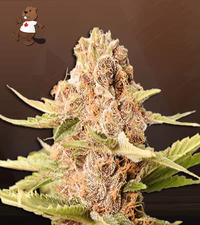 Animal Cookies seeds at Beaver Seeds