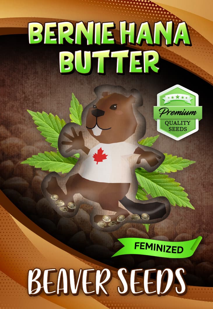 Bernie Hana Butter seeds at Beaver Seeds