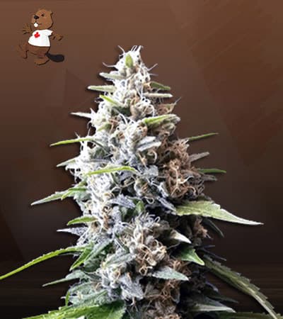 Black Gorilla seeds at Beaver Seeds