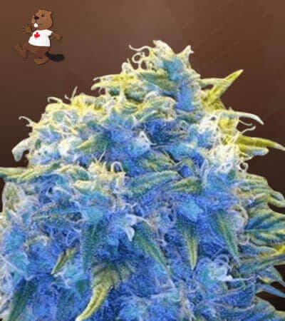 Blue Haze seeds at Beaver Seeds
