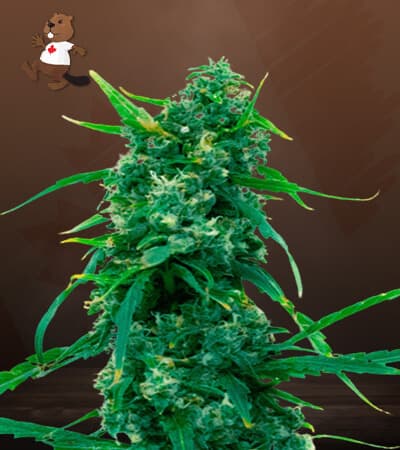 Blue Widow Feminized