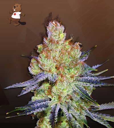 California Orange seeds at Beaver Seeds