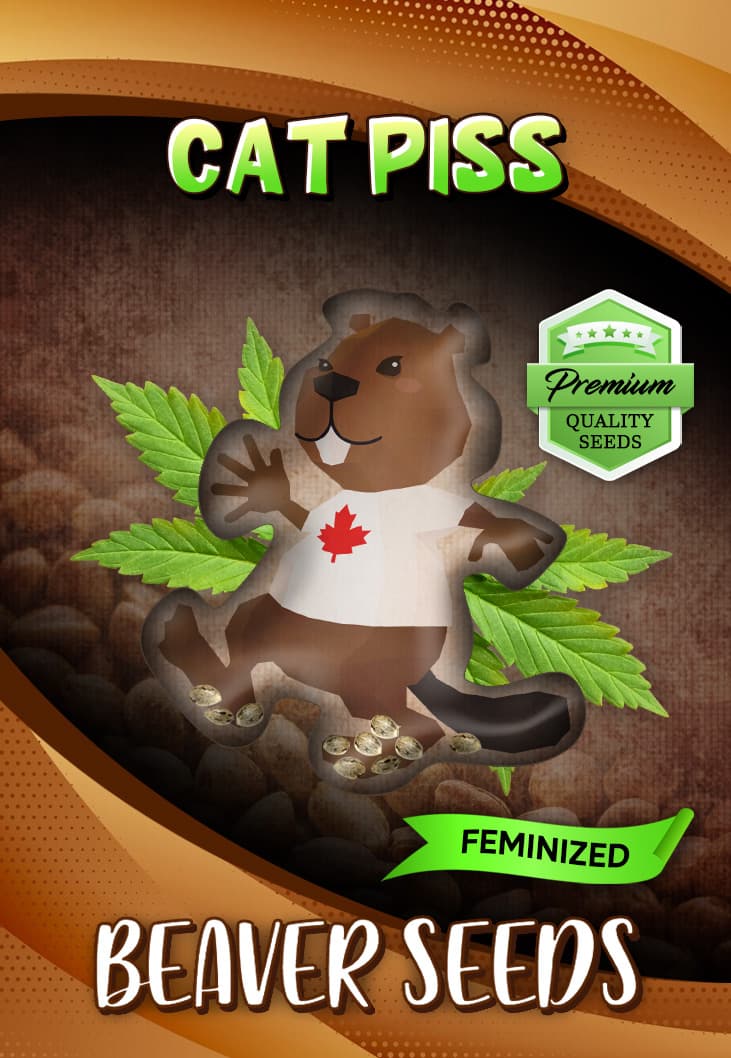 Cat Piss Feminized