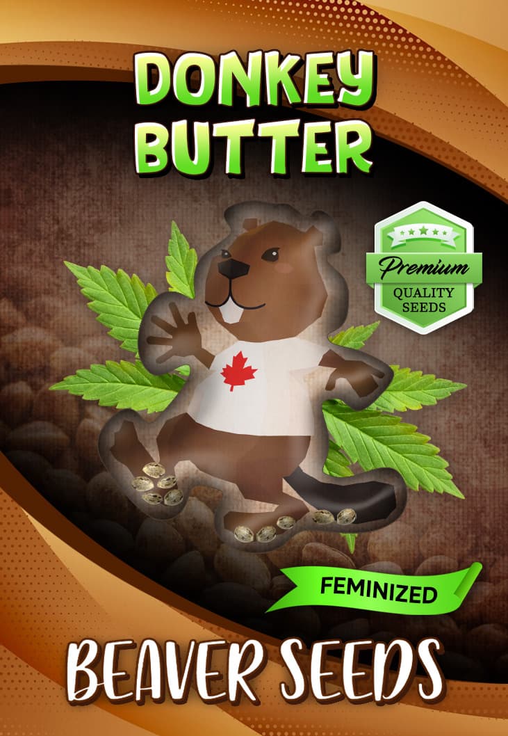 Donkey Butter seeds at Beaver Seeds