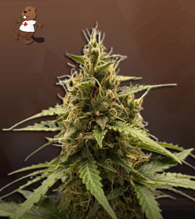 Dutch Crunch seeds at Beaver Seeds