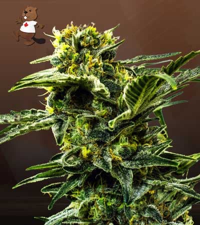 Early Girl seeds at Beaver Seeds