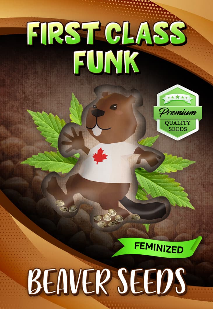 First Class Funk Feminized