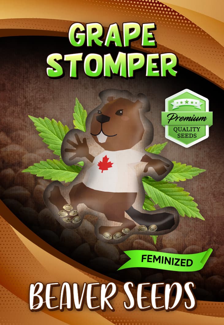 Grape Stomper Feminized