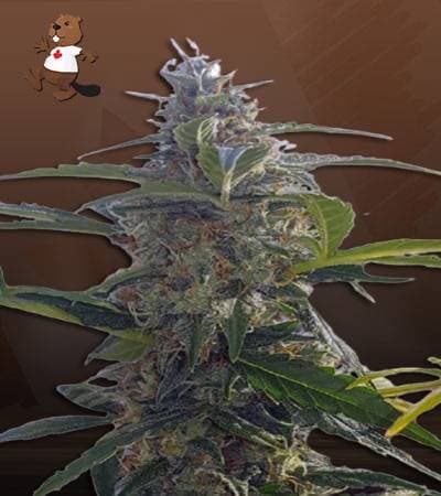 Headband seeds at Beaver Seeds