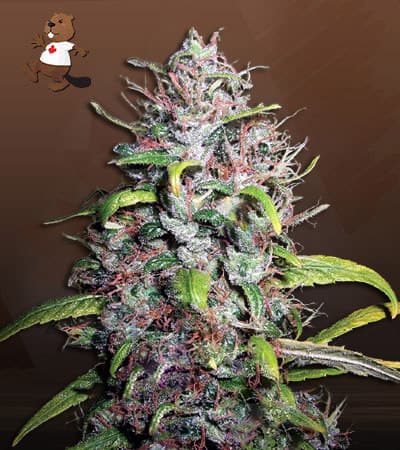 Island Sweet Skunk seeds at Beaver Seeds