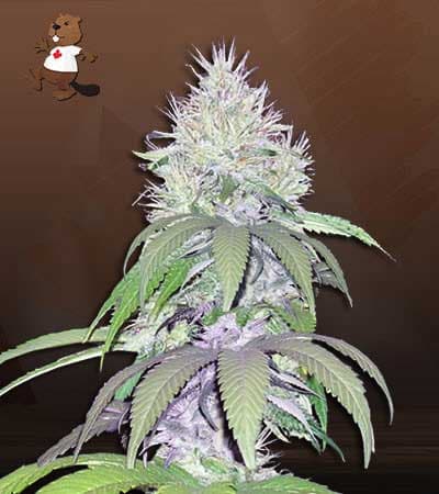 Lamb's Breath