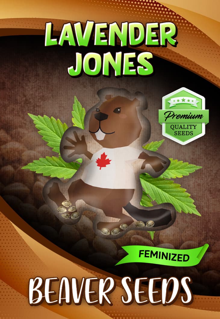 Lavender Jones Feminized