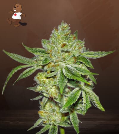 Lemon Diesel seeds at Beaver Seeds