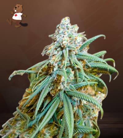 Lemon Kush seeds at Beaver Seeds