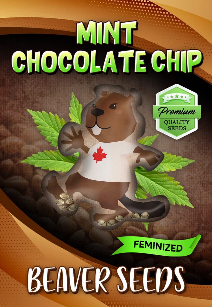 Mint Chocolate Chip Feminized