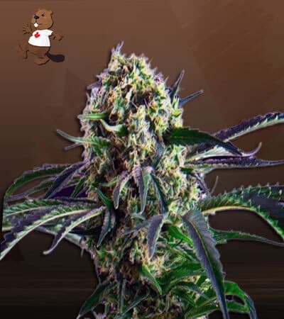 Northern Wreck seeds at Beaver Seeds
