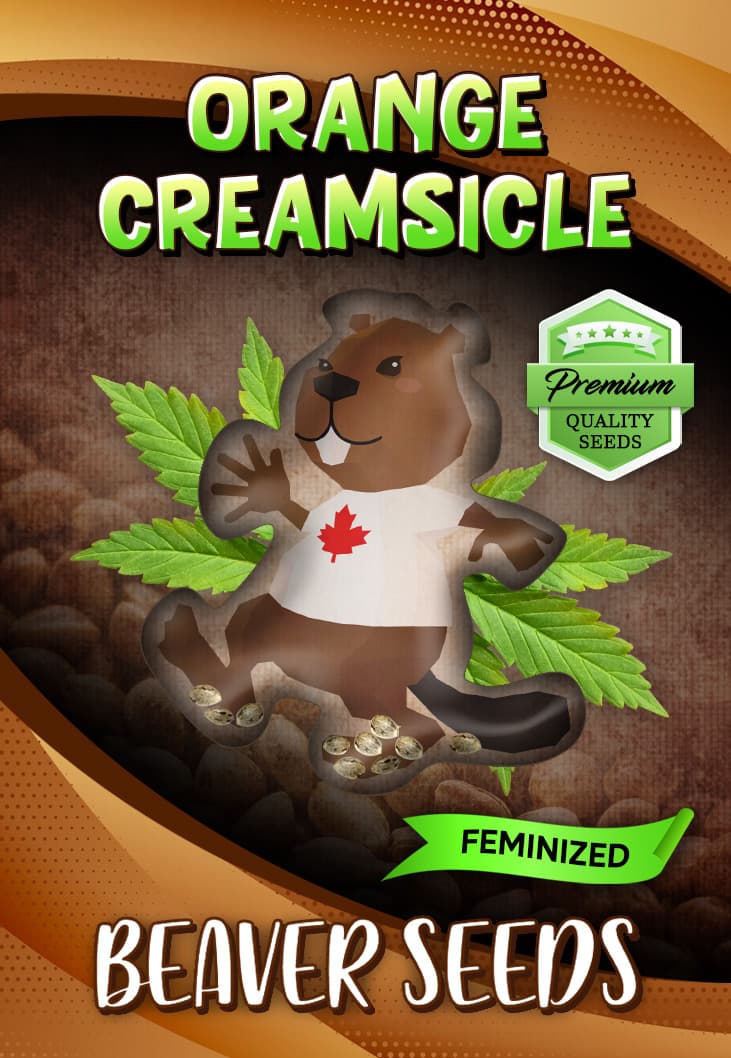 Orange Creamsicle Feminized