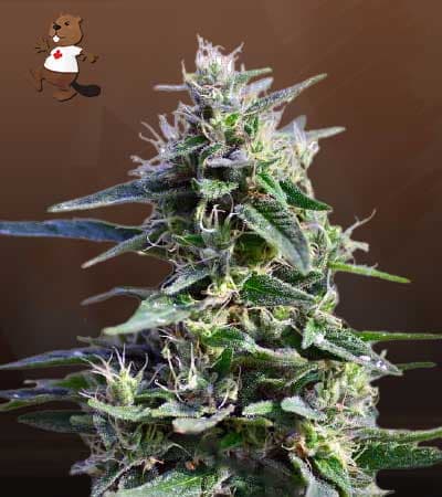 Purple Wreck seeds at Beaver Seeds