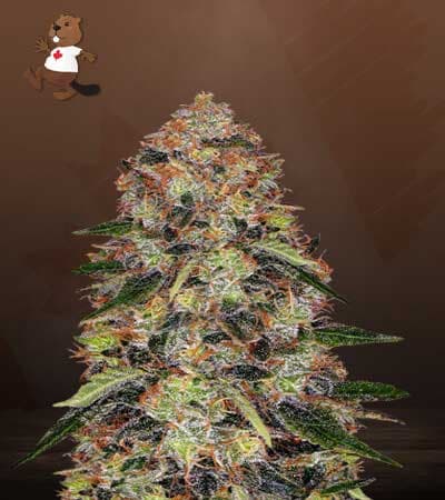 Shiskaberry Feminized