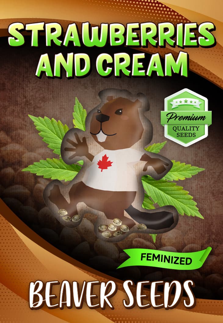 Strawberries and Cream seeds at Beaver Seeds