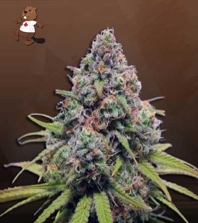 Strawberry Kush seeds at Beaver Seeds