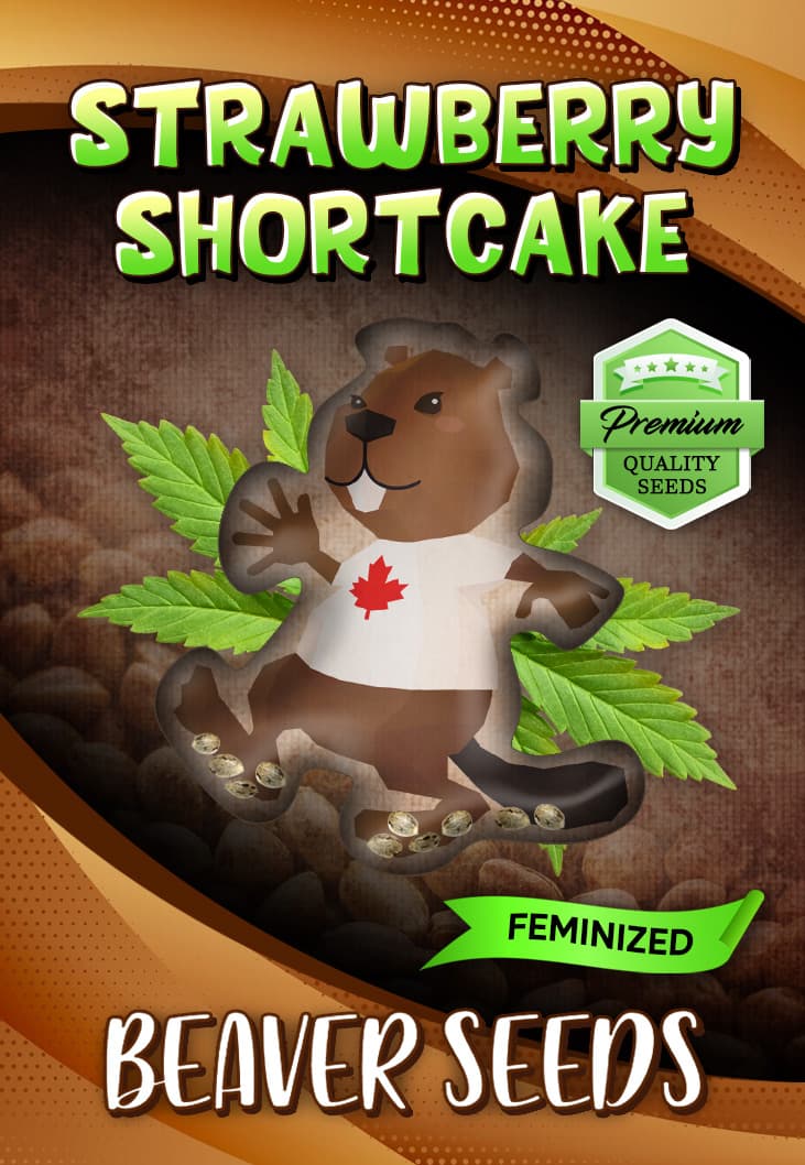 Strawberry Shortcake Feminized