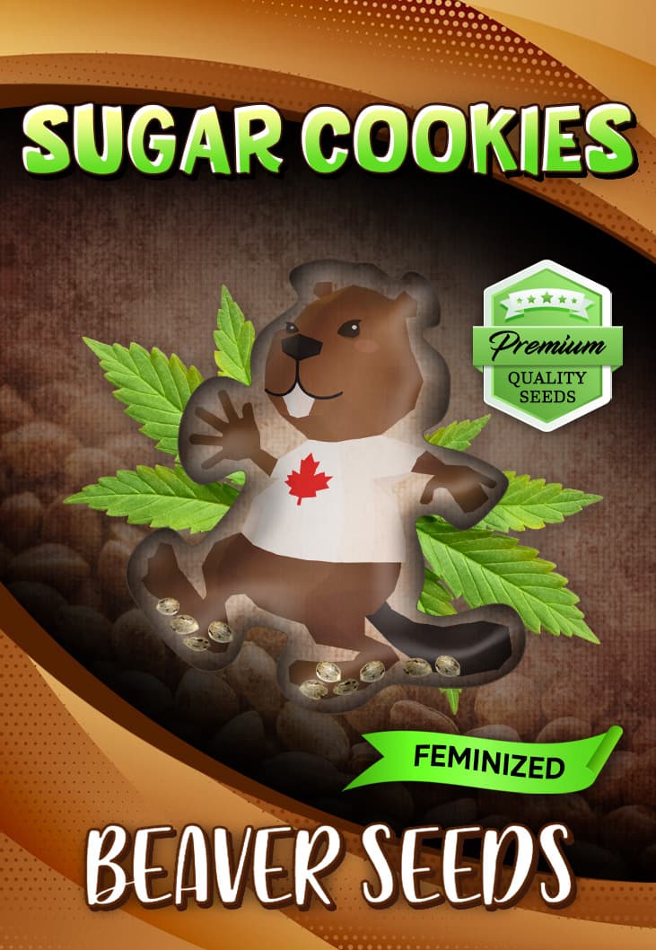 Sugar Cookies Feminized