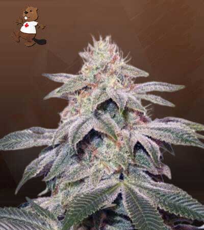 Sugar Kush seeds at Beaver Seeds