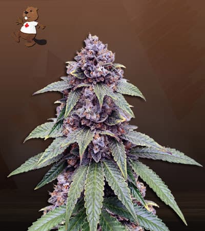 Triple Diesel seeds at Beaver Seeds