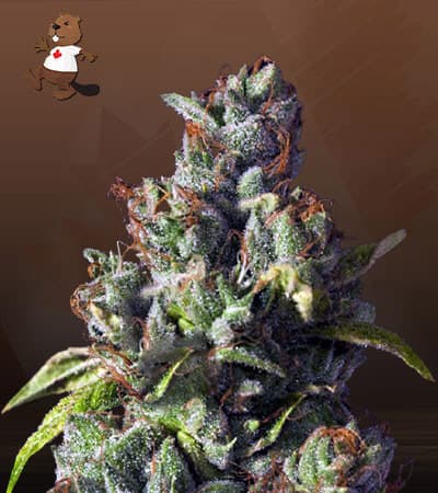 Venice OG seeds at Beaver Seeds