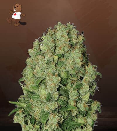 White Russian seeds at Beaver Seeds