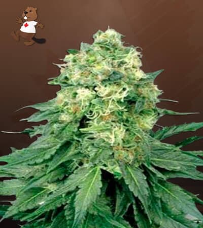 White Widow Regular