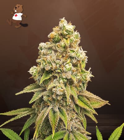 Zkittlez Feminized