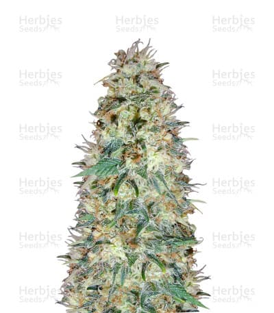 Black Domina seeds at Herbies Head Shop