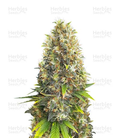 Black Jack seeds at Herbies Head Shop