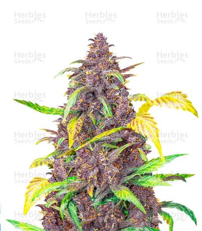 Blackberry Kush seeds at Herbies Head Shop